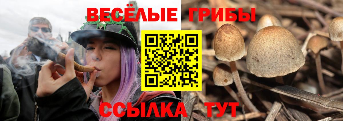 Псилоцибиновые грибы MAGIC MUSHROOMS  Вход с VPN  Кингисепп 